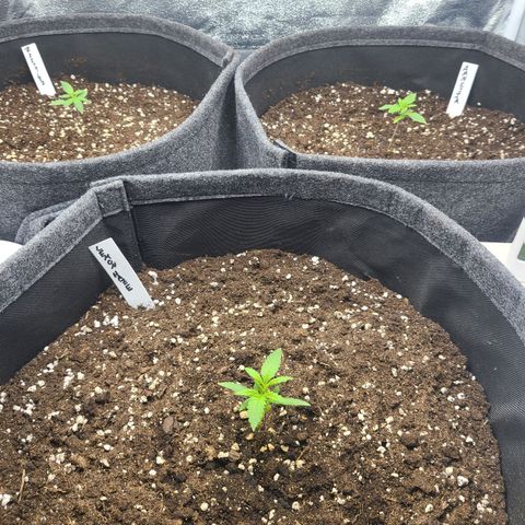 Zkittlez growlog timeline photo
