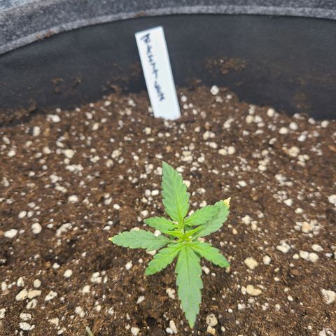 Zkittlez growlog timeline photo