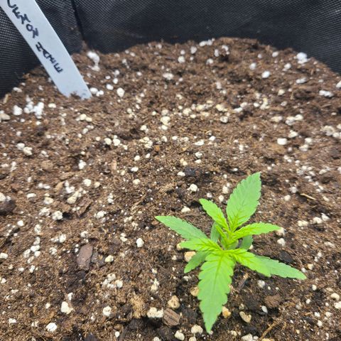 Lemon Haze  growlog timeline photo