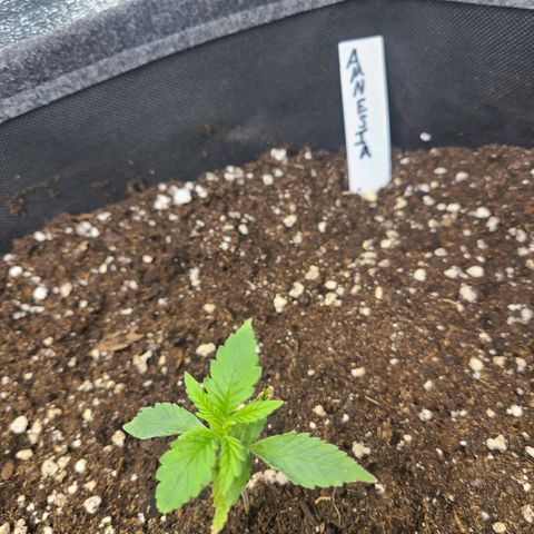 Amnesia Dream XL  growlog timeline photo