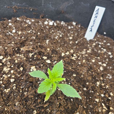 Amnesia Dream XL  growlog photo: Morgens