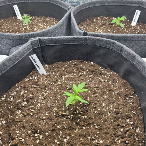 Zkittlez growlog timeline photo
