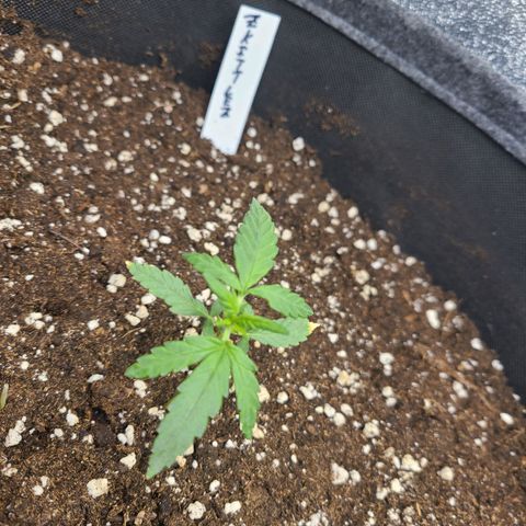 Zkittlez growlog timeline photo