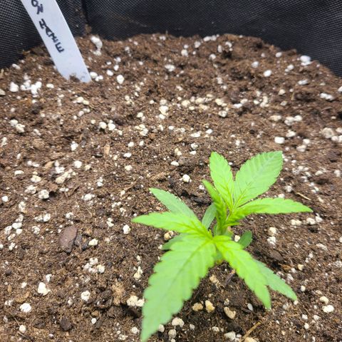 Lemon Haze  growlog timeline photo