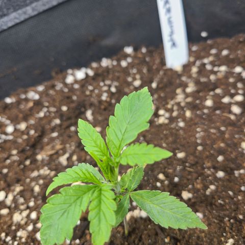 Amnesia Dream XL  growlog timeline photo