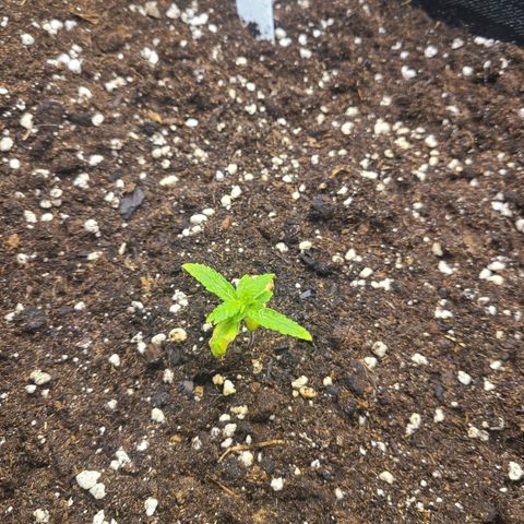 Lemon Haze  growlog timeline photo