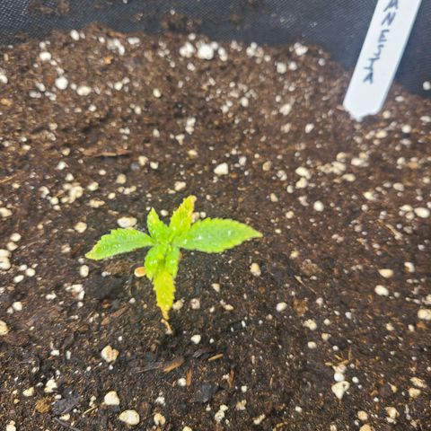 Amnesia Dream XL  growlog timeline photo