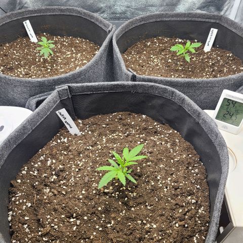 Zkittlez growlog timeline photo