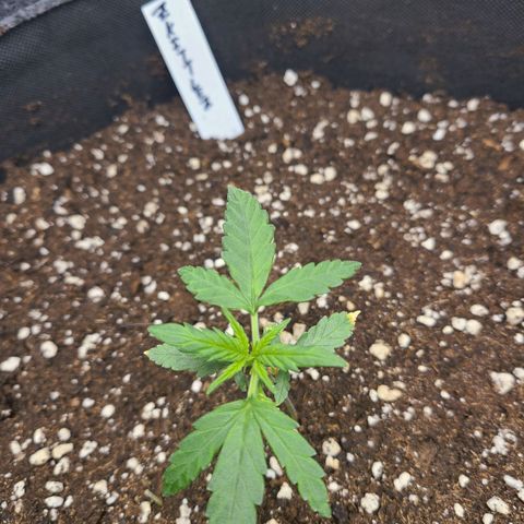 Zkittlez growlog timeline photo