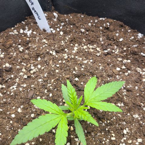 Lemon Haze  growlog timeline photo