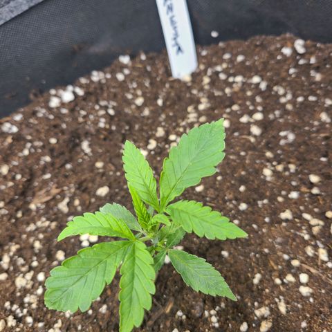 Amnesia Dream XL  growlog timeline photo