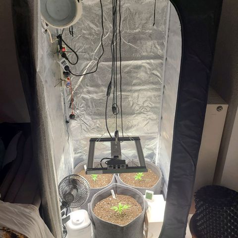 Zkittlez growlog photo: Now fully automated Humidity Control. Also added a oscillating Fan from Mars Hydro