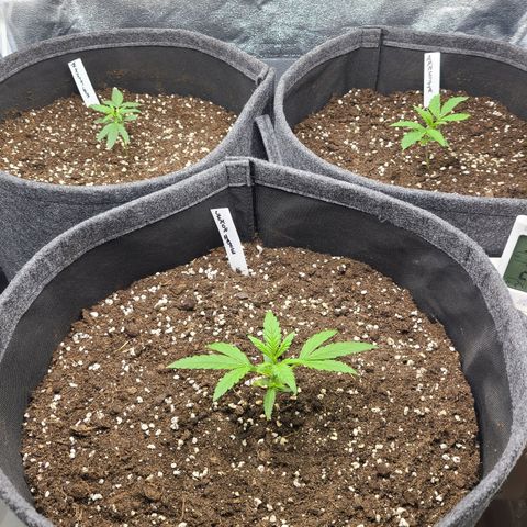 Zkittlez growlog photo: Now fully automated Humidity Control. Also added a oscillating Fan from Mars Hydro