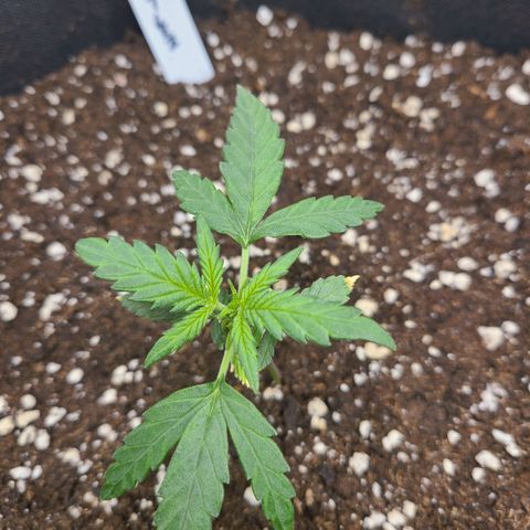 Zkittlez growlog timeline photo