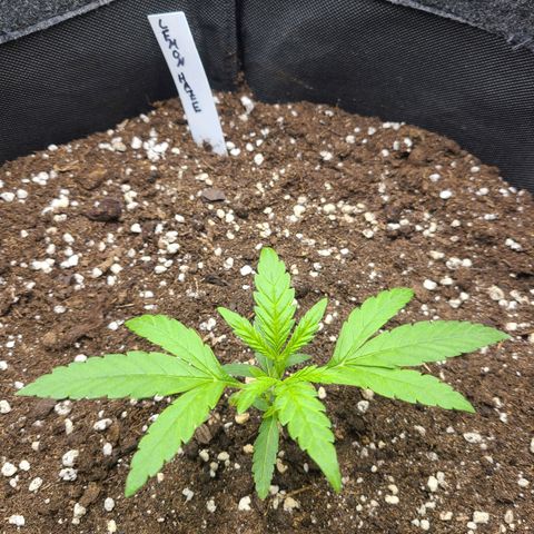 Lemon Haze  growlog timeline photo