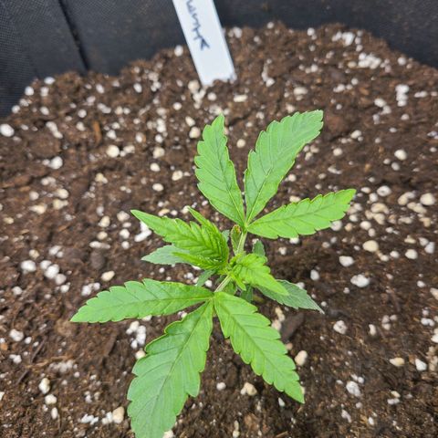 Amnesia Dream XL  growlog timeline photo