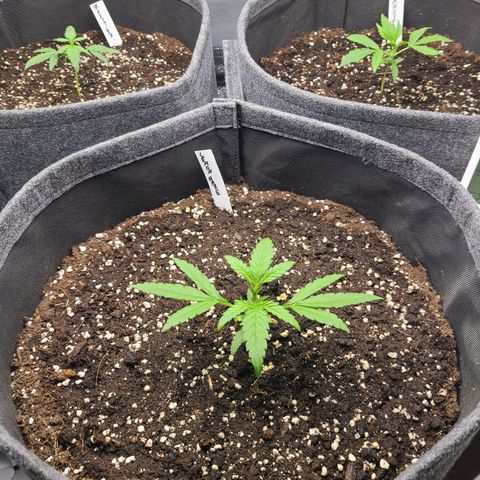 Zkittlez growlog timeline photo