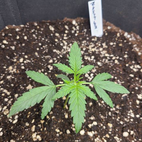 Zkittlez growlog timeline photo