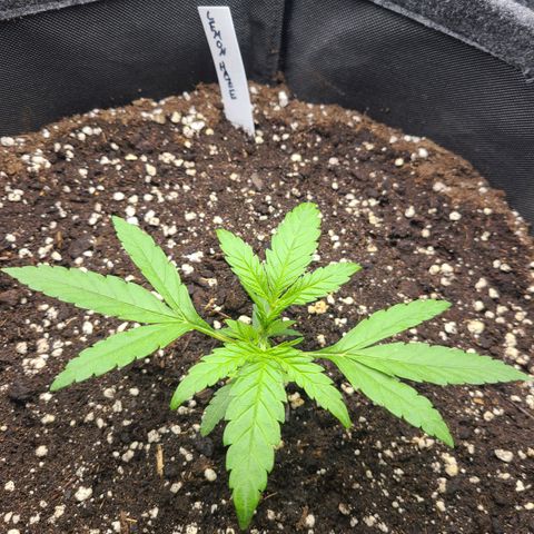 Lemon Haze  growlog timeline photo