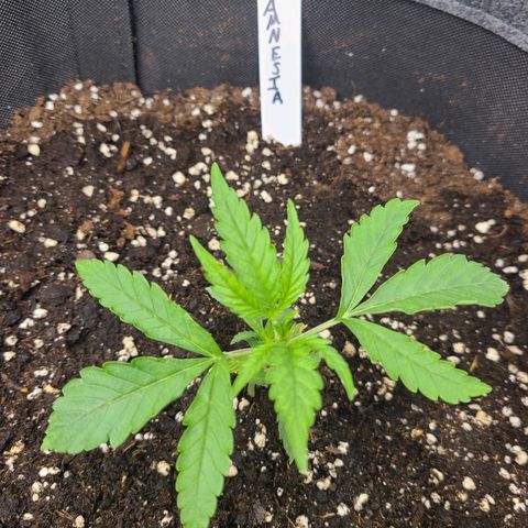 Amnesia Dream XL  growlog timeline photo