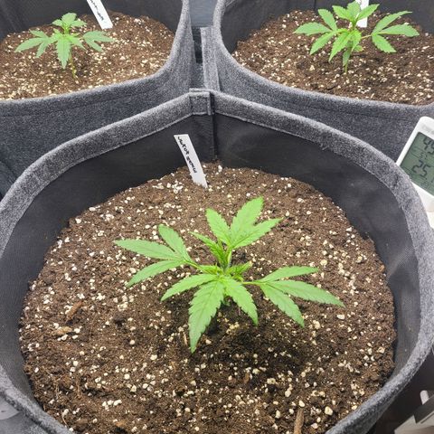 Zkittlez growlog timeline photo