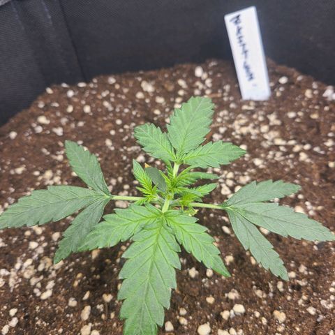 Zkittlez growlog timeline photo