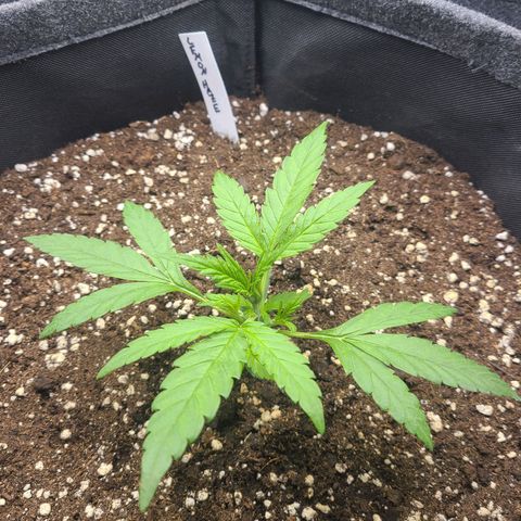 Lemon Haze  growlog timeline photo