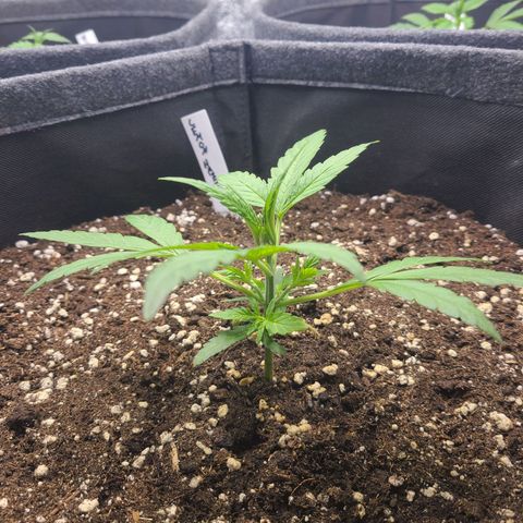 Lemon Haze  growlog timeline photo