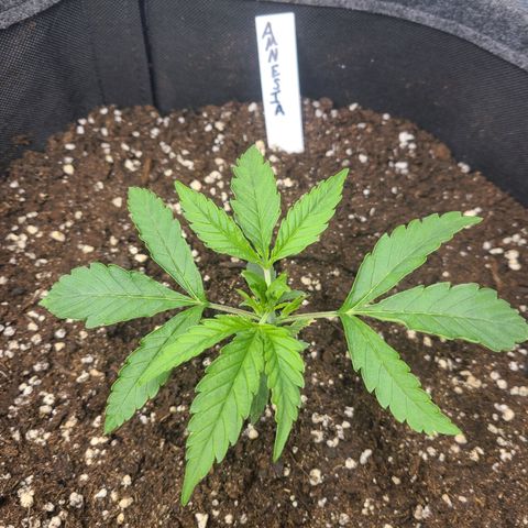 Amnesia Dream XL  growlog timeline photo