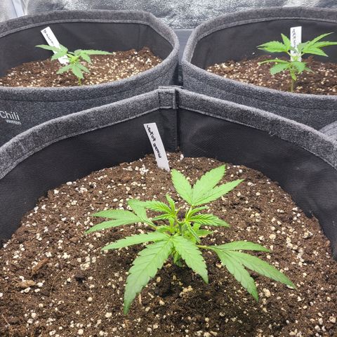 Zkittlez growlog timeline photo