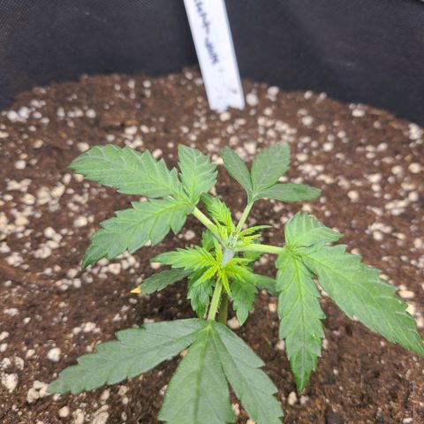 Zkittlez growlog photo: 1. Topping