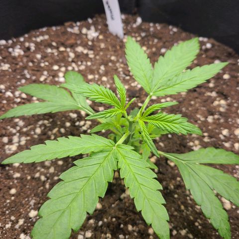 Lemon Haze  growlog photo: 1. Topping 
