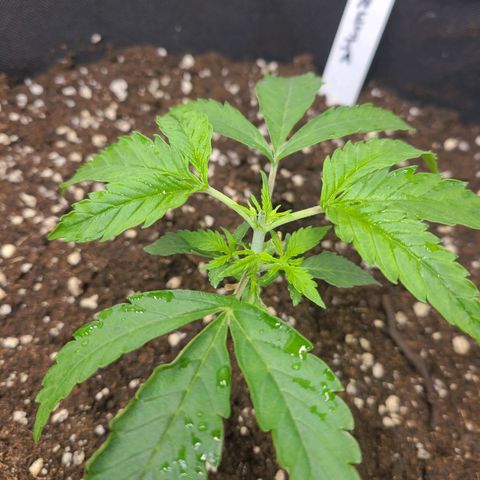 Amnesia Dream XL  growlog photo: 1. Topping 