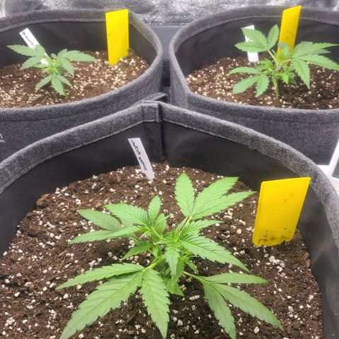 Zkittlez growlog timeline photo