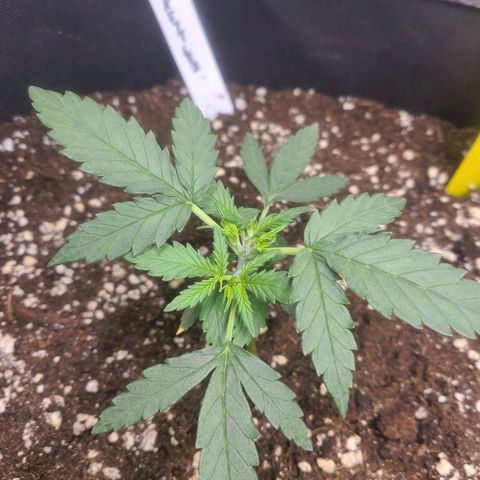 Zkittlez growlog timeline photo