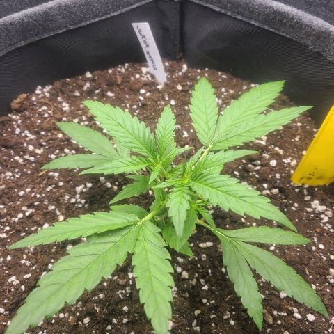 Lemon Haze  growlog timeline photo