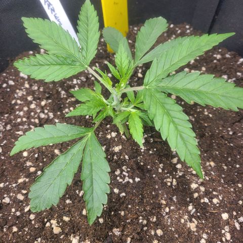 Amnesia Dream XL  growlog timeline photo