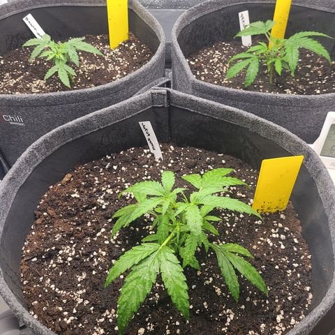 Zkittlez growlog timeline photo