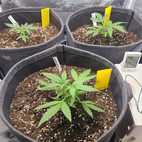 Zkittlez growlog timeline photo