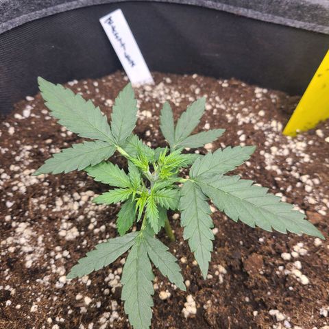 Zkittlez growlog timeline photo