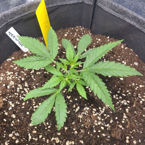 Amnesia Dream XL  growlog timeline photo