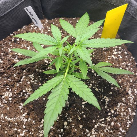 Lemon Haze  growlog timeline photo