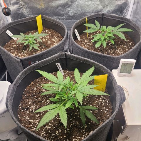 Zkittlez growlog timeline photo