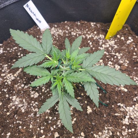 Zkittlez growlog timeline photo