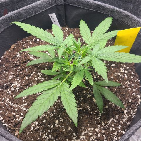 Lemon Haze  growlog timeline photo