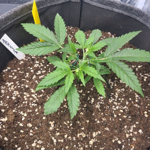 Amnesia Dream XL  growlog timeline photo