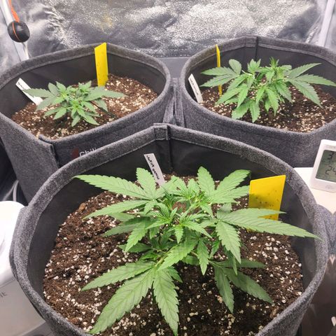 Zkittlez growlog timeline photo