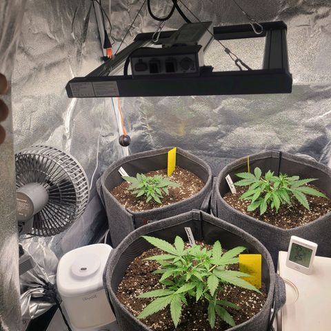 Zkittlez growlog timeline photo