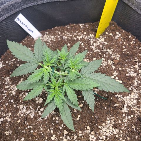 Zkittlez growlog timeline photo