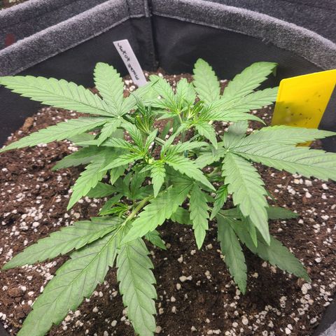Lemon Haze  growlog timeline photo